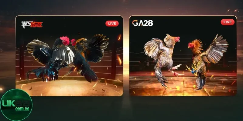 Đá gà cựa sắt nổi tiếng tại UK88
